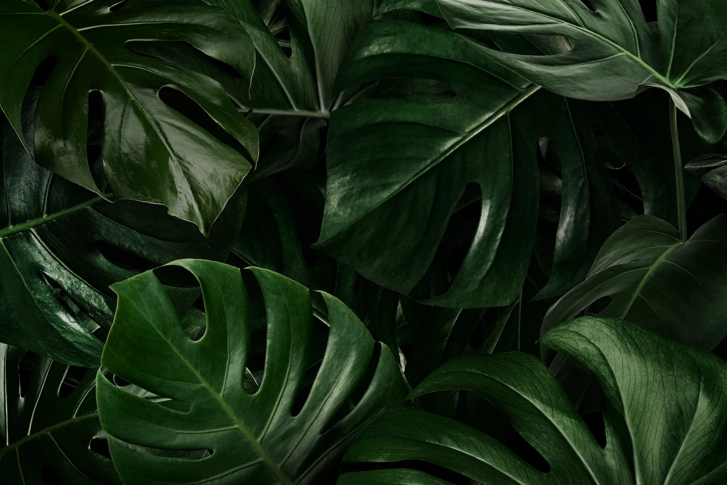 green monstera leaves nature